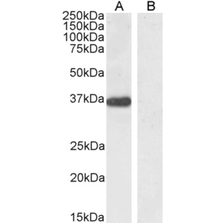 Western Blot - Anti-PTF1A Antibody (A84355) - Antibodies.com