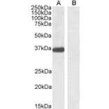 Western Blot - Anti-PTF1A Antibody (A84355) - Antibodies.com