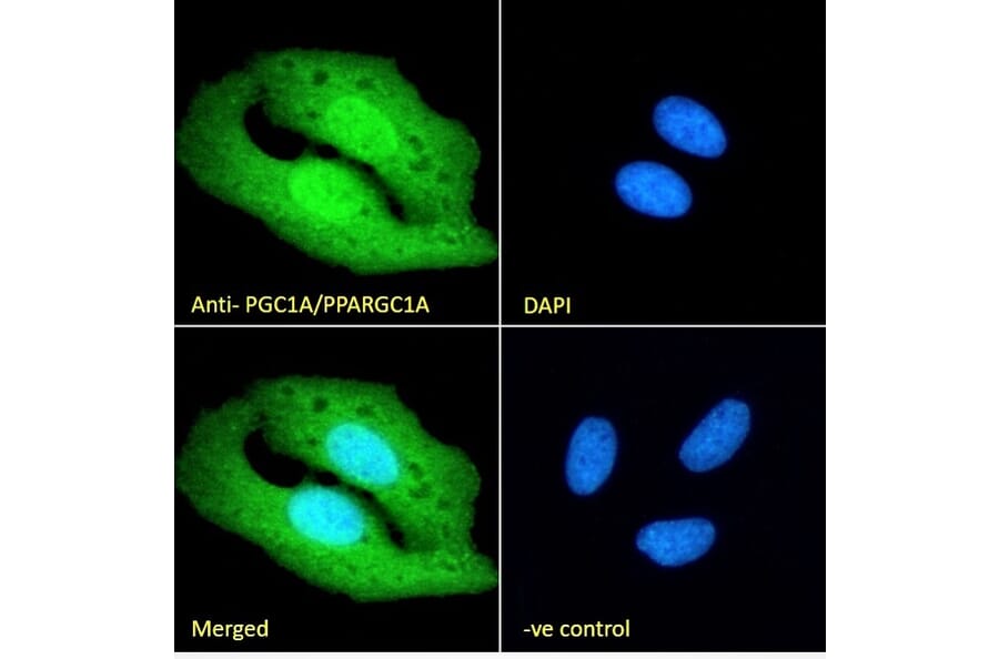 Immunofluorescence - Anti-PGC1 alpha Antibody (A84356) - Antibodies.com