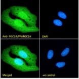 Immunofluorescence - Anti-PGC1 alpha Antibody (A84356) - Antibodies.com