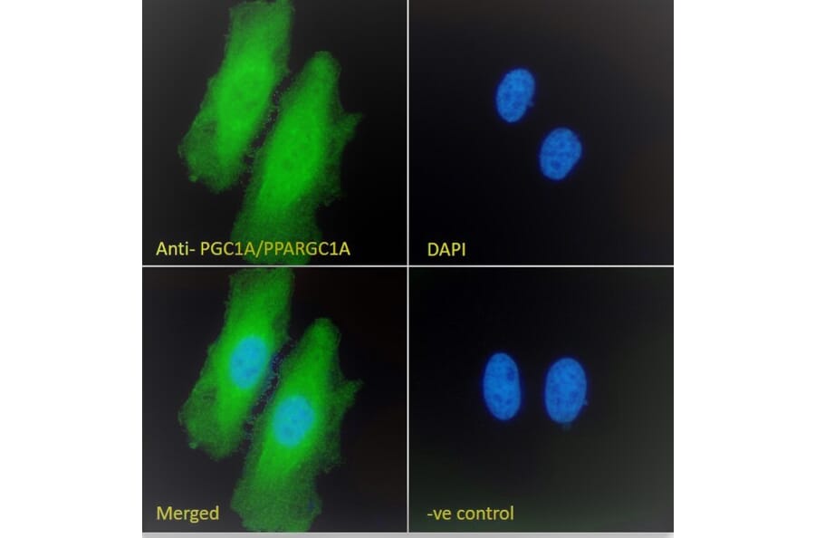 Immunofluorescence - Anti-PGC1 alpha Antibody (A84356) - Antibodies.com