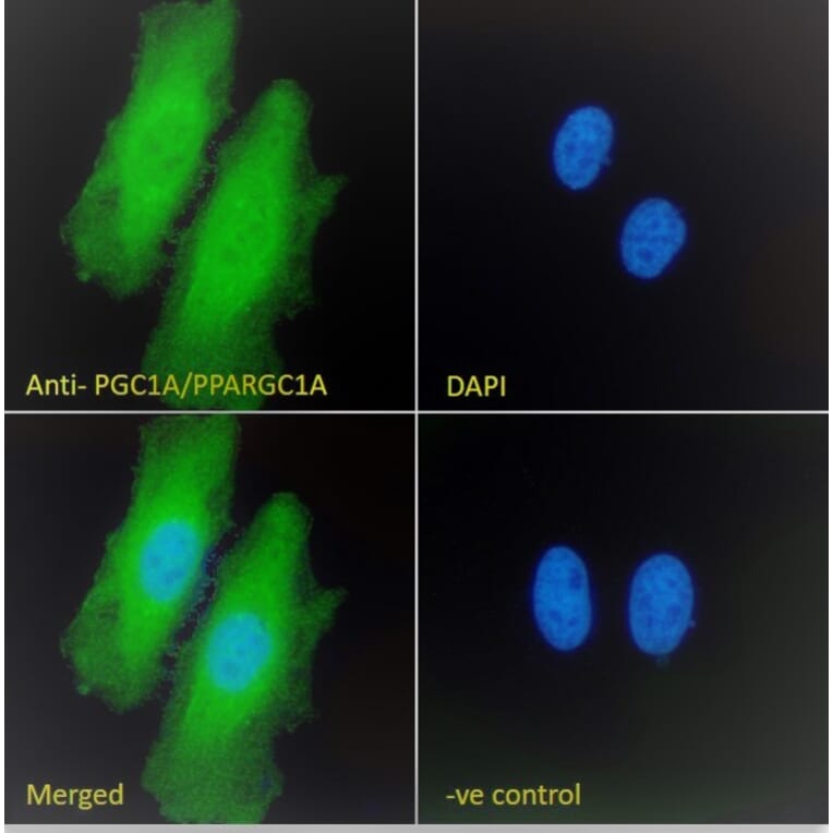 Immunofluorescence - Anti-PGC1 alpha Antibody (A84356) - Antibodies.com