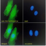 Immunofluorescence - Anti-PGC1 alpha Antibody (A84356) - Antibodies.com