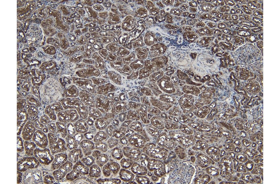 Immunohistochemistry - Anti-PGC1 alpha Antibody (A84356) - Antibodies.com