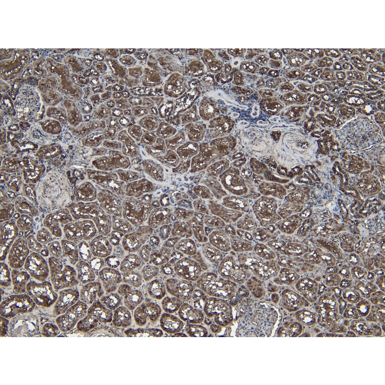 Immunohistochemistry - Anti-PGC1 alpha Antibody (A84356) - Antibodies.com