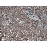 Immunohistochemistry - Anti-PGC1 alpha Antibody (A84356) - Antibodies.com