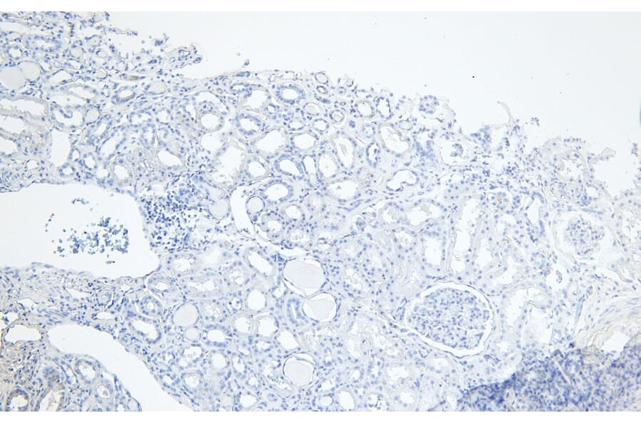 Immunohistochemistry - Anti-PGC1 alpha Antibody (A84356) - Antibodies.com