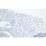 Immunohistochemistry - Anti-PGC1 alpha Antibody (A84356) - Antibodies.com