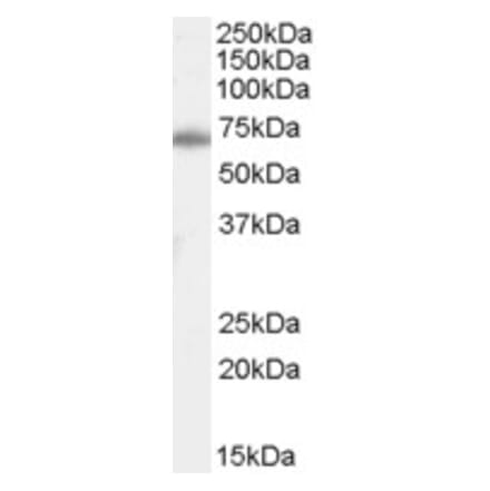 Western Blot - Anti-Ku70 Antibody (A84357) - Antibodies.com