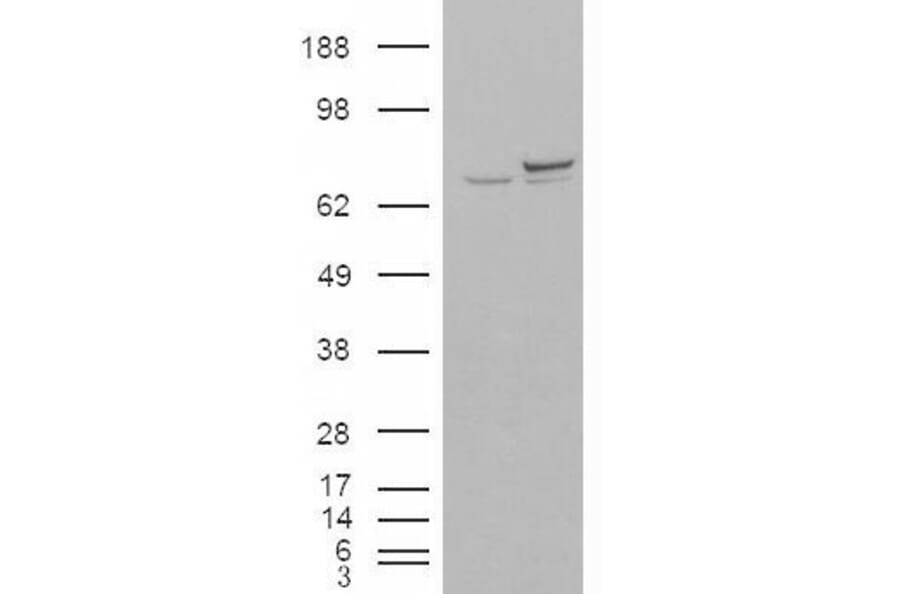 Western Blot - Anti-Ku70 Antibody (A84357) - Antibodies.com