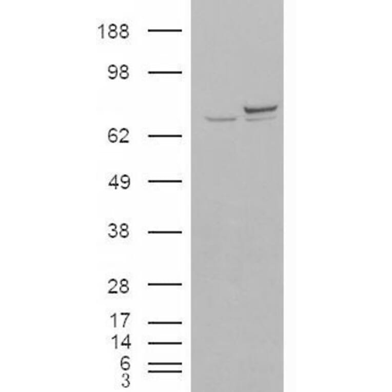 Western Blot - Anti-Ku70 Antibody (A84357) - Antibodies.com