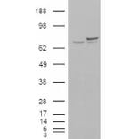 Western Blot - Anti-Ku70 Antibody (A84357) - Antibodies.com