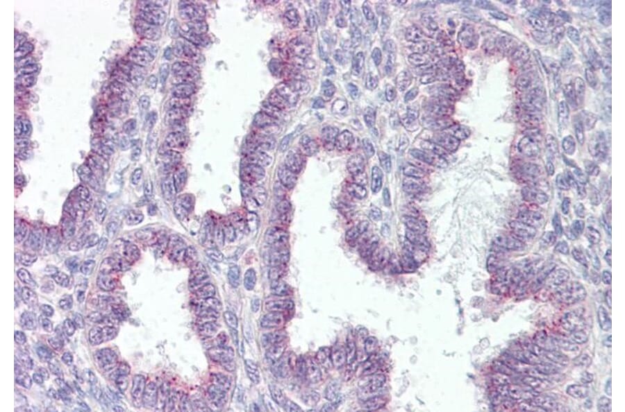 Immunohistochemistry - Anti-RER1 Antibody (A84358) - Antibodies.com