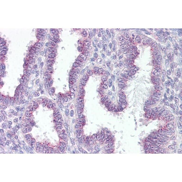 Immunohistochemistry - Anti-RER1 Antibody (A84358) - Antibodies.com