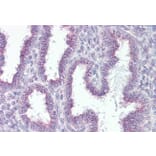 Immunohistochemistry - Anti-RER1 Antibody (A84358) - Antibodies.com