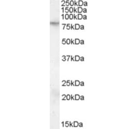 Western Blot - Anti-FMRP Antibody (A84361) - Antibodies.com