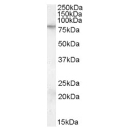 Western Blot - Anti-FMRP Antibody (A84361) - Antibodies.com