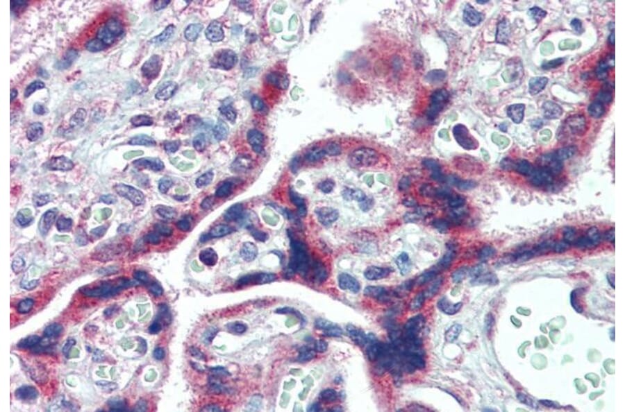 Immunohistochemistry - Anti-FMRP Antibody (A84361) - Antibodies.com