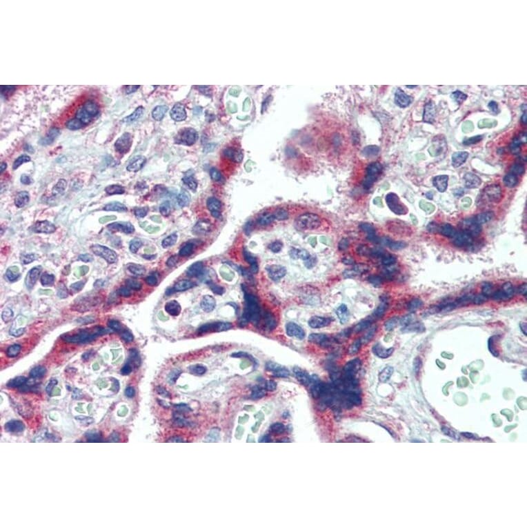 Immunohistochemistry - Anti-FMRP Antibody (A84361) - Antibodies.com