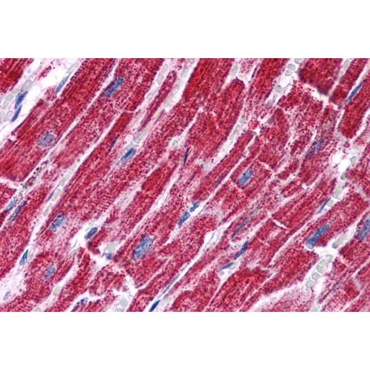 Immunohistochemistry - Anti-FH/Fumarase Antibody (A84362) - Antibodies.com