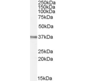 Western Blot - Anti-Ogg1 Antibody (A84365) - Antibodies.com