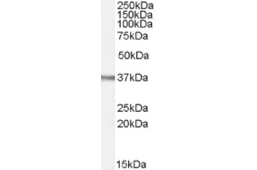 Western Blot - Anti-Ogg1 Antibody (A84365) - Antibodies.com