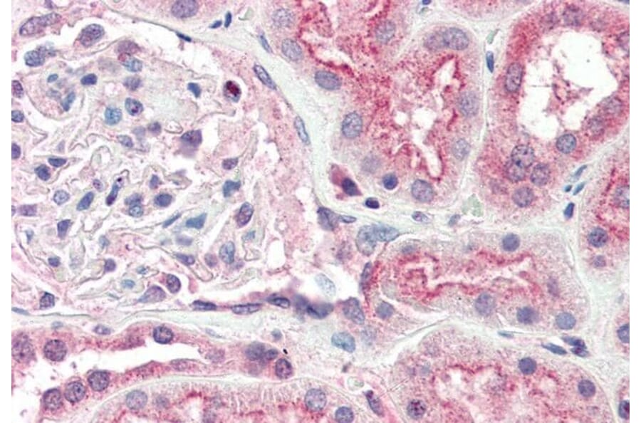 Immunohistochemistry - Anti-Ogg1 Antibody (A84365) - Antibodies.com