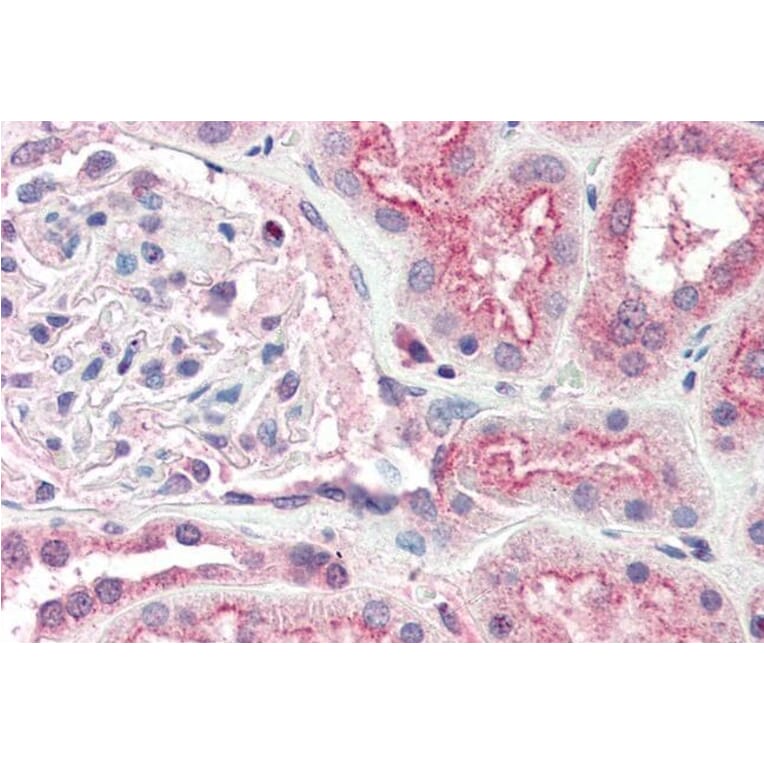 Immunohistochemistry - Anti-Ogg1 Antibody (A84365) - Antibodies.com