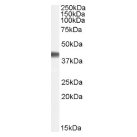 Western Blot - Anti-Cyclophilin 40 Antibody (A84366) - Antibodies.com