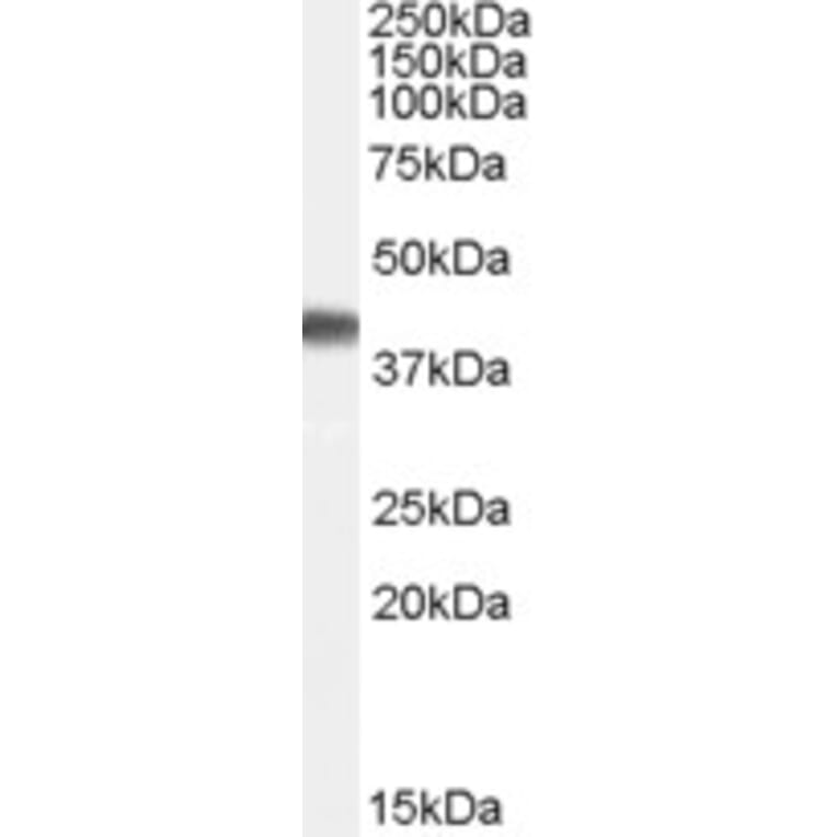 Western Blot - Anti-Cyclophilin 40 Antibody (A84366) - Antibodies.com