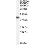 Western Blot - Anti-Cyclophilin 40 Antibody (A84366) - Antibodies.com