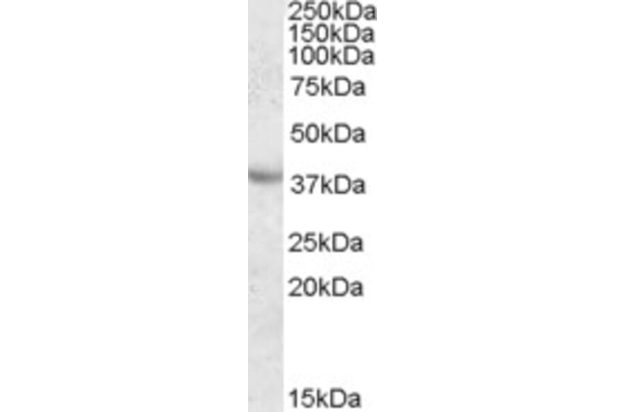 Western Blot - Anti-Apolipoprotein A V/APOA5 Antibody (A84369) - Antibodies.com