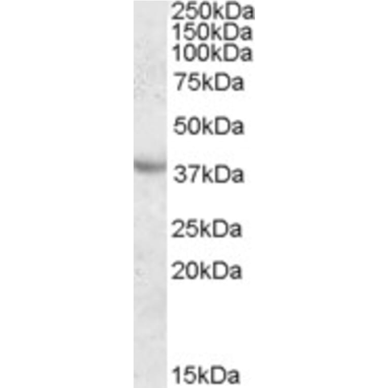 Western Blot - Anti-Apolipoprotein A V/APOA5 Antibody (A84369) - Antibodies.com