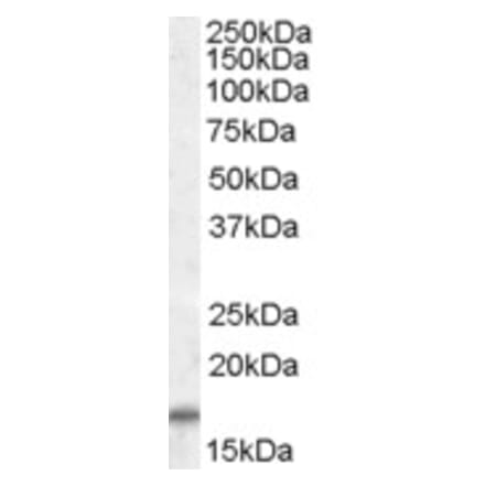 Western Blot - Anti-COX4I2 Antibody (A84371) - Antibodies.com