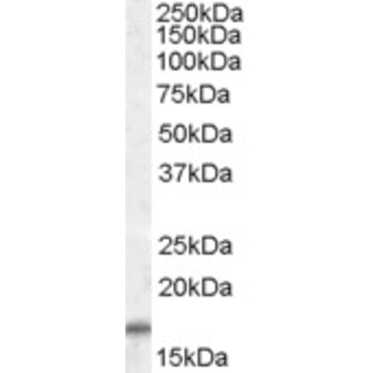 Western Blot - Anti-COX4I2 Antibody (A84371) - Antibodies.com