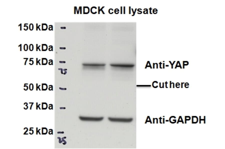 Western Blot - Anti-YAP1 Antibody (A84372) - Antibodies.com
