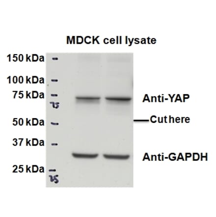 Western Blot - Anti-YAP1 Antibody (A84372) - Antibodies.com