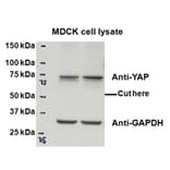 Western Blot - Anti-YAP1 Antibody (A84372) - Antibodies.com