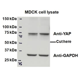 Western Blot - Anti-YAP1 Antibody (A84372) - Antibodies.com