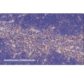 Immunohistochemistry - Anti-TFEC Antibody (A84375) - Antibodies.com