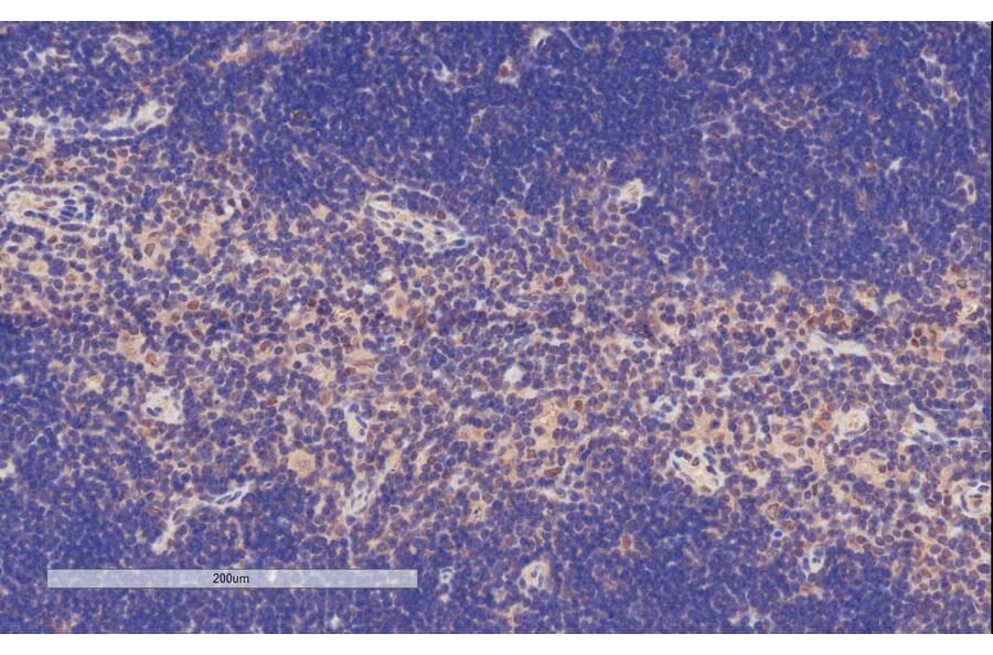 Immunohistochemistry - Anti-TFEC Antibody (A84375) - Antibodies.com