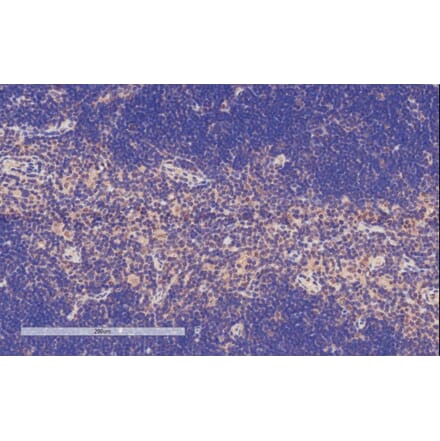 Immunohistochemistry - Anti-TFEC Antibody (A84375) - Antibodies.com