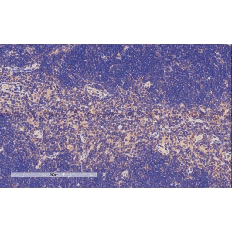 Immunohistochemistry - Anti-TFEC Antibody (A84375) - Antibodies.com