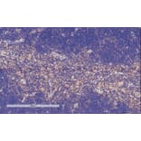 Immunohistochemistry - Anti-TFEC Antibody (A84375) - Antibodies.com