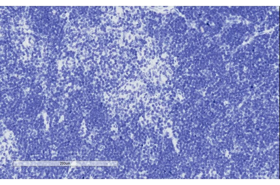 Immunohistochemistry - Anti-TFEC Antibody (A84375) - Antibodies.com