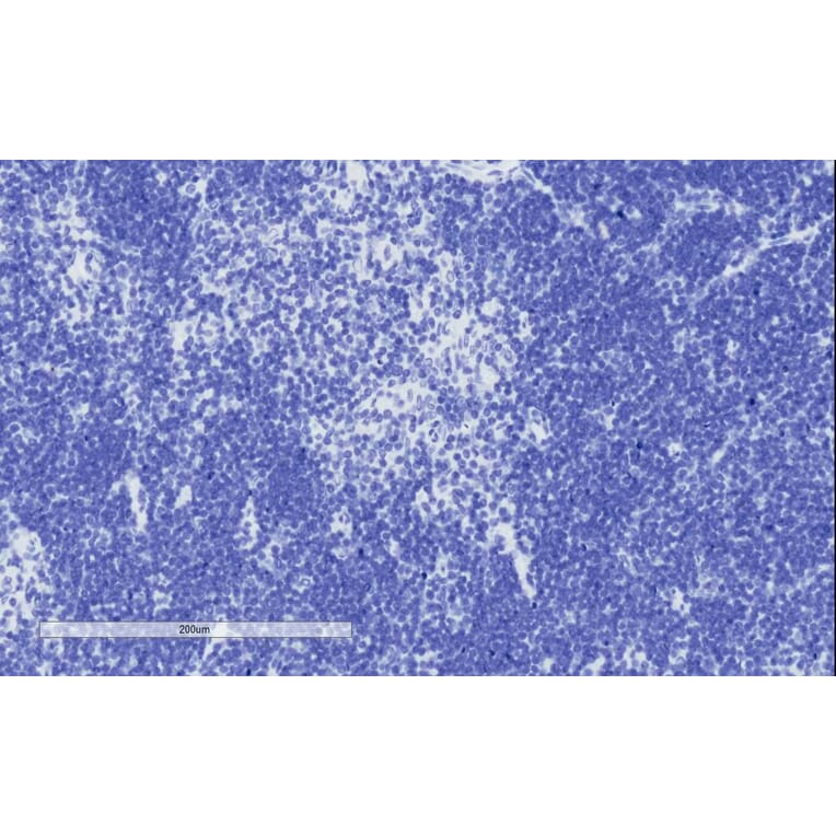 Immunohistochemistry - Anti-TFEC Antibody (A84375) - Antibodies.com