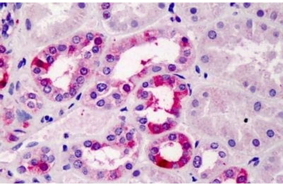 Immunohistochemistry - Anti-TFEC Antibody (A84375) - Antibodies.com