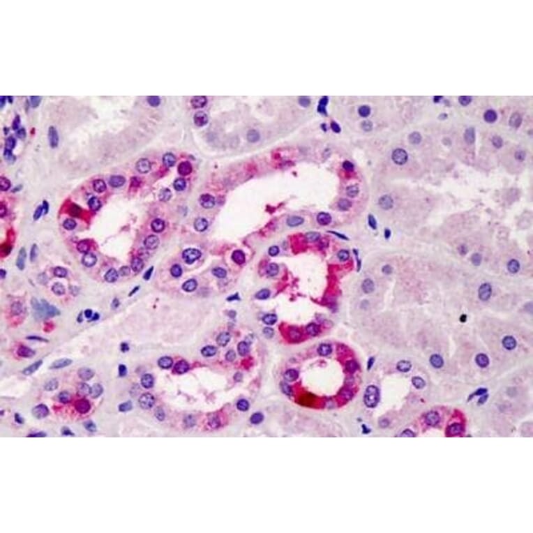 Immunohistochemistry - Anti-TFEC Antibody (A84375) - Antibodies.com