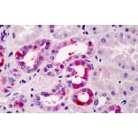Immunohistochemistry - Anti-TFEC Antibody (A84375) - Antibodies.com