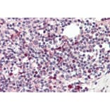Immunohistochemistry - Anti-TFEC Antibody (A84375) - Antibodies.com
